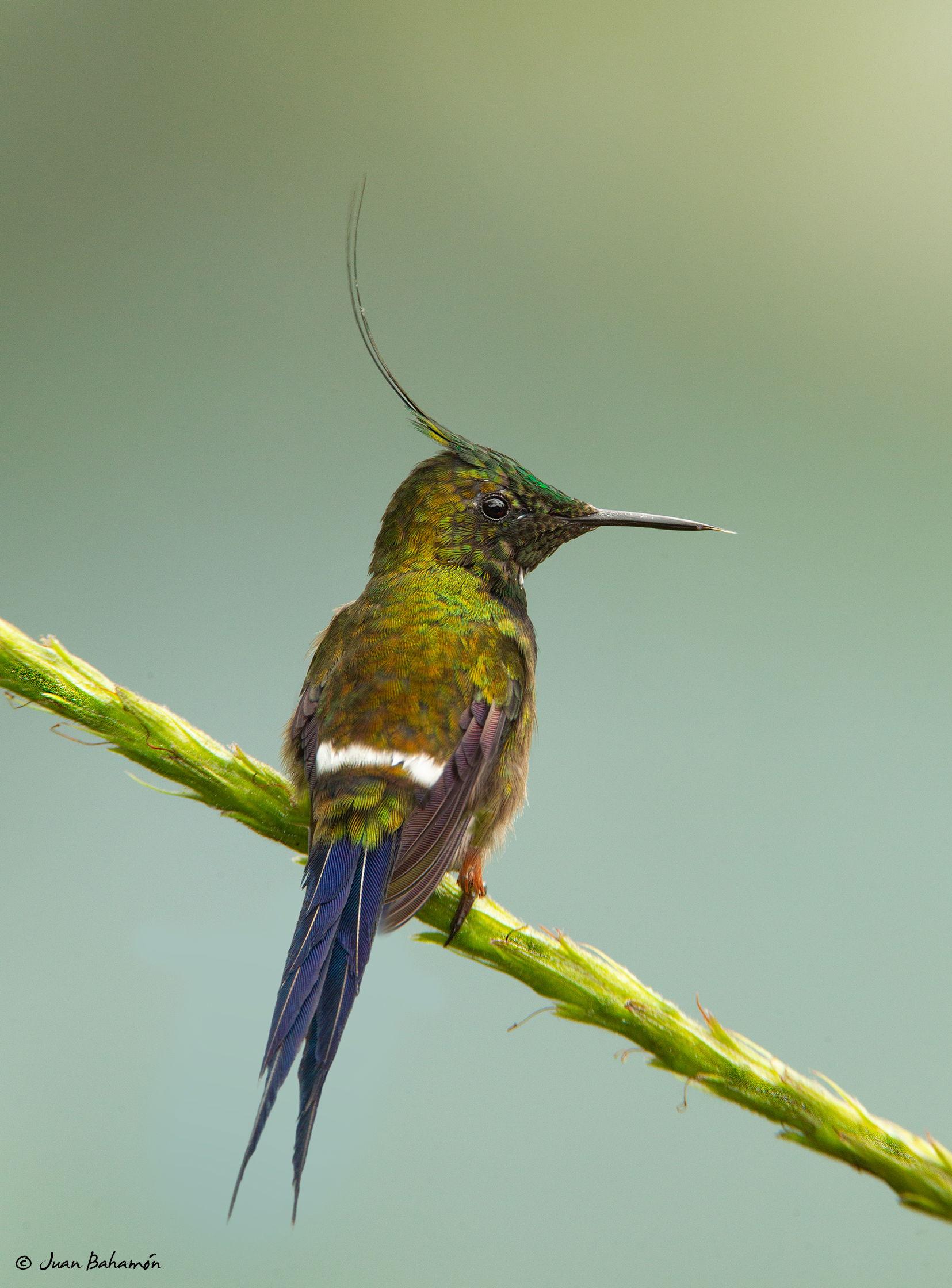 Wire-tailed Thorntail