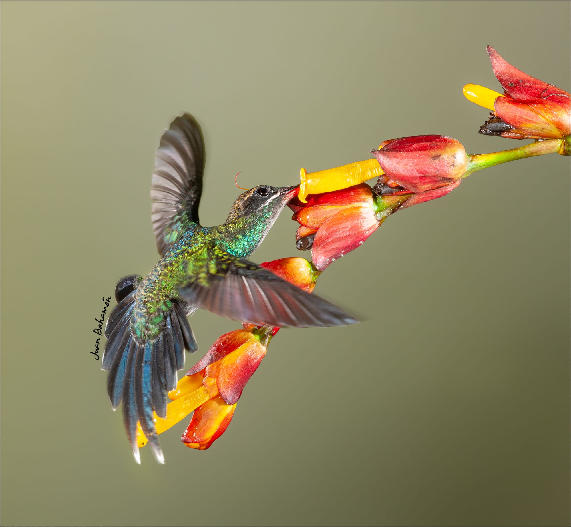 White-wiskered Hermit