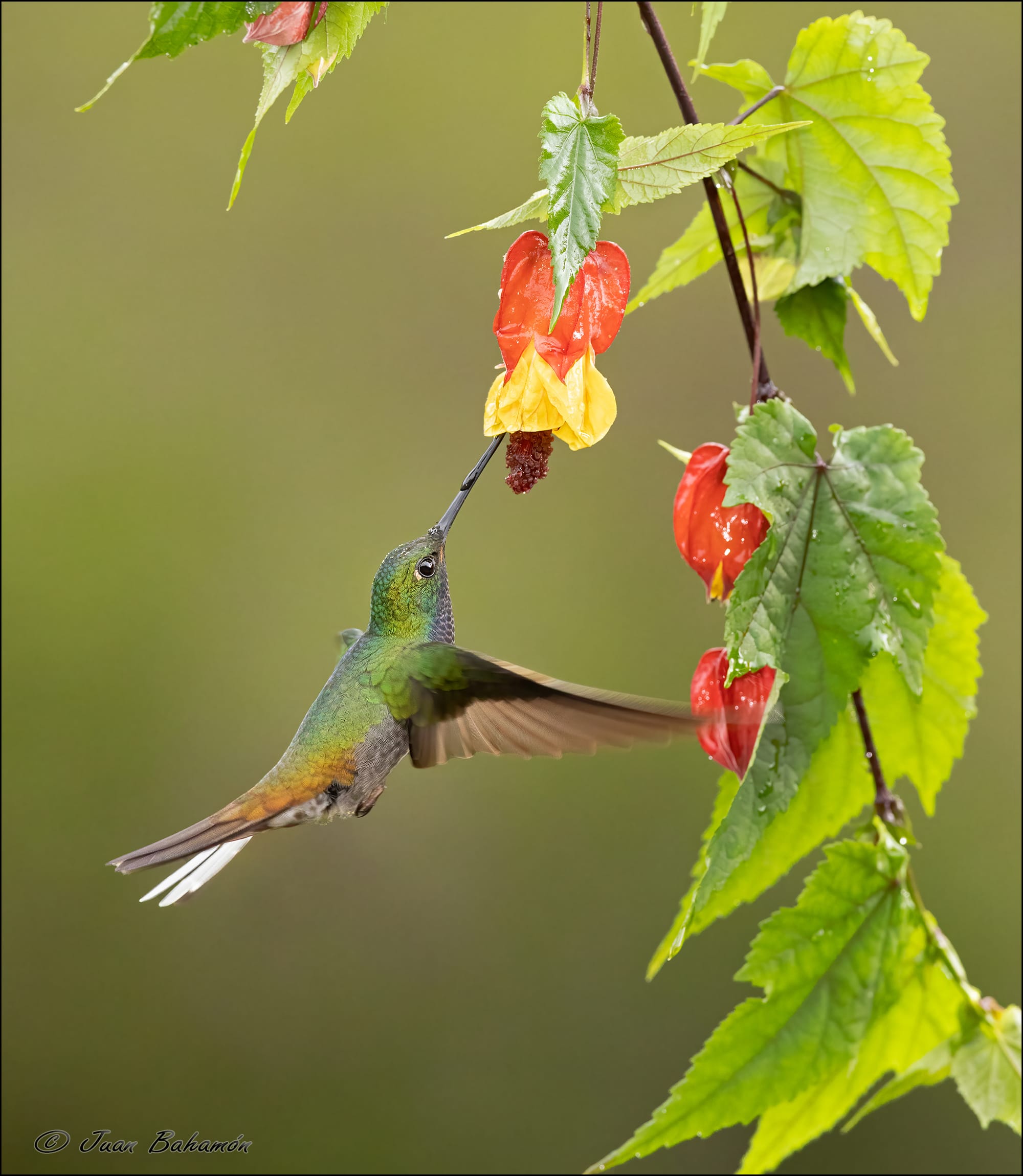 White-tailed Hillstar