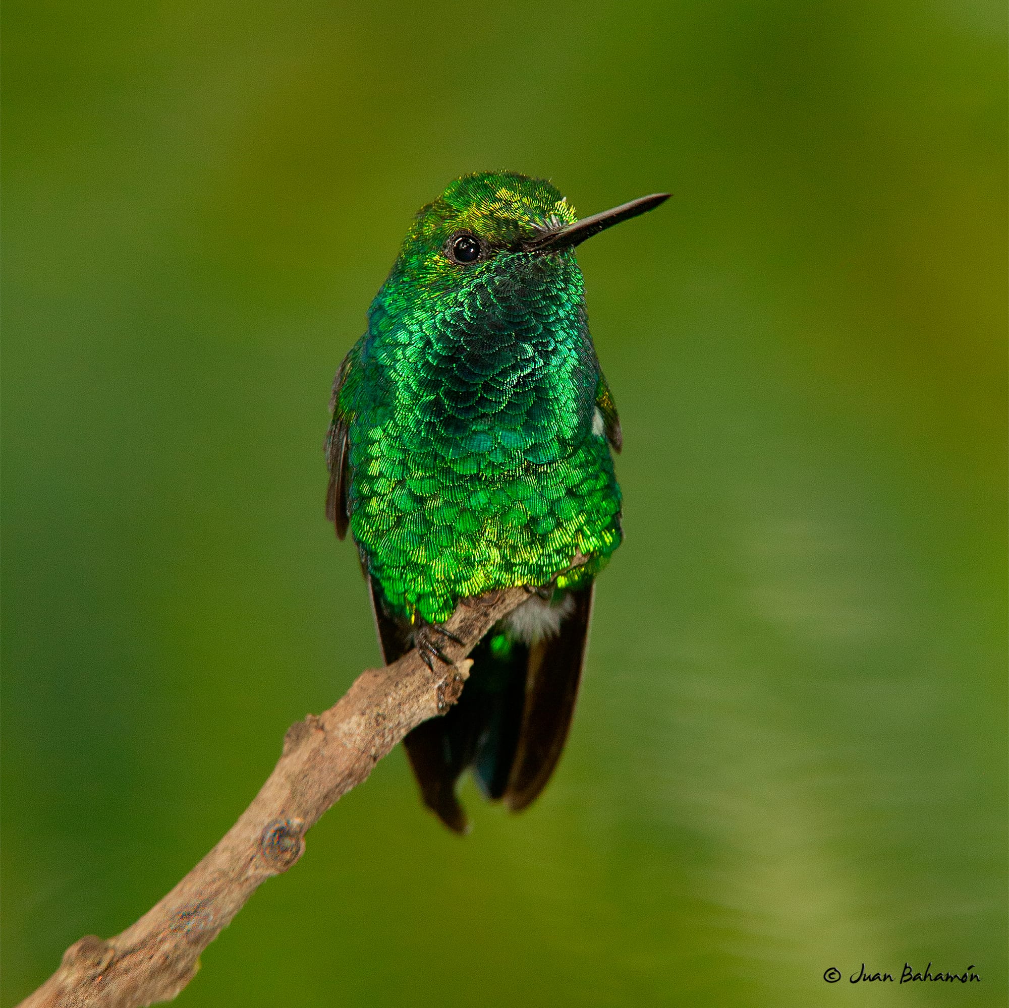 Western Emerald