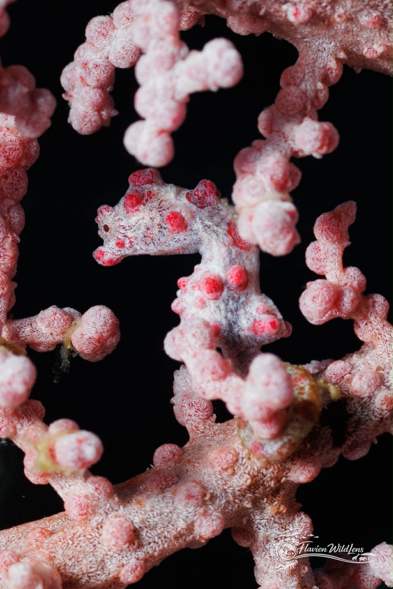 7 DAYS/6 NIGHTS Underwater Adventure in Raja Ampat: Explore the Diver's Paradise! - 16 dives included