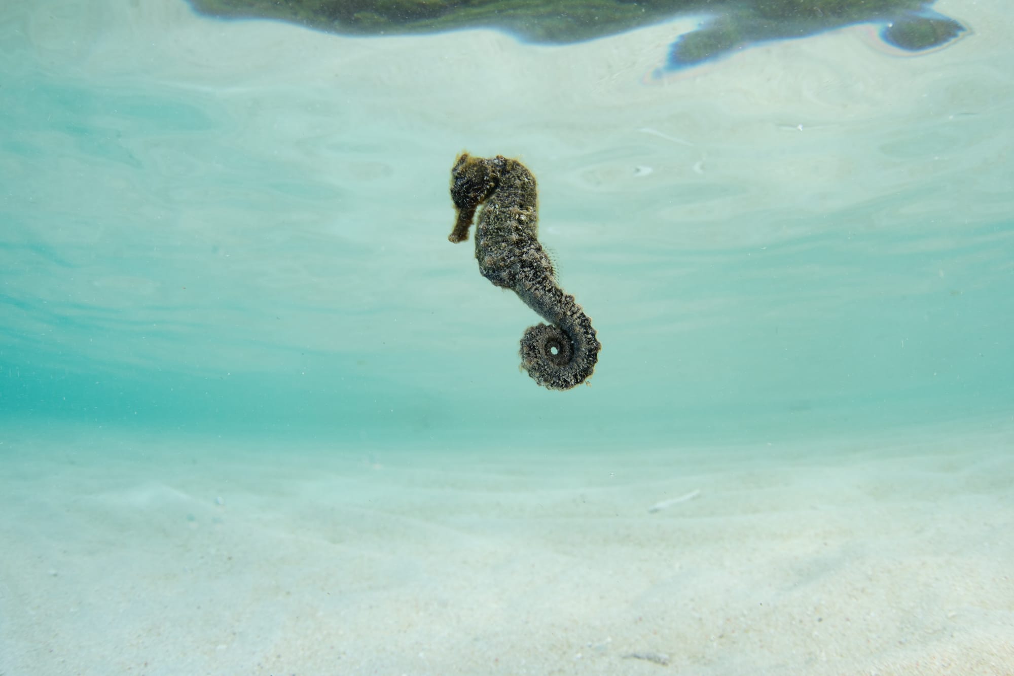 PAPUA NUOVA GUINEA: THE LAST PARADISE