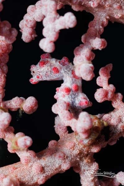 7 DAYS/6 NIGHTS Underwater Adventure in Raja Ampat: Explore the Diver's Paradise! - 16 dives included