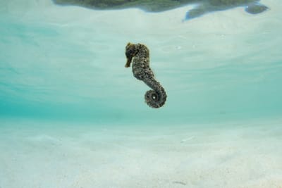 PAPUA NUOVA GUINEA: THE LAST PARADISE