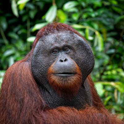 KALIMANTAN: DISCOVER THE INDONESIAN BORNEO