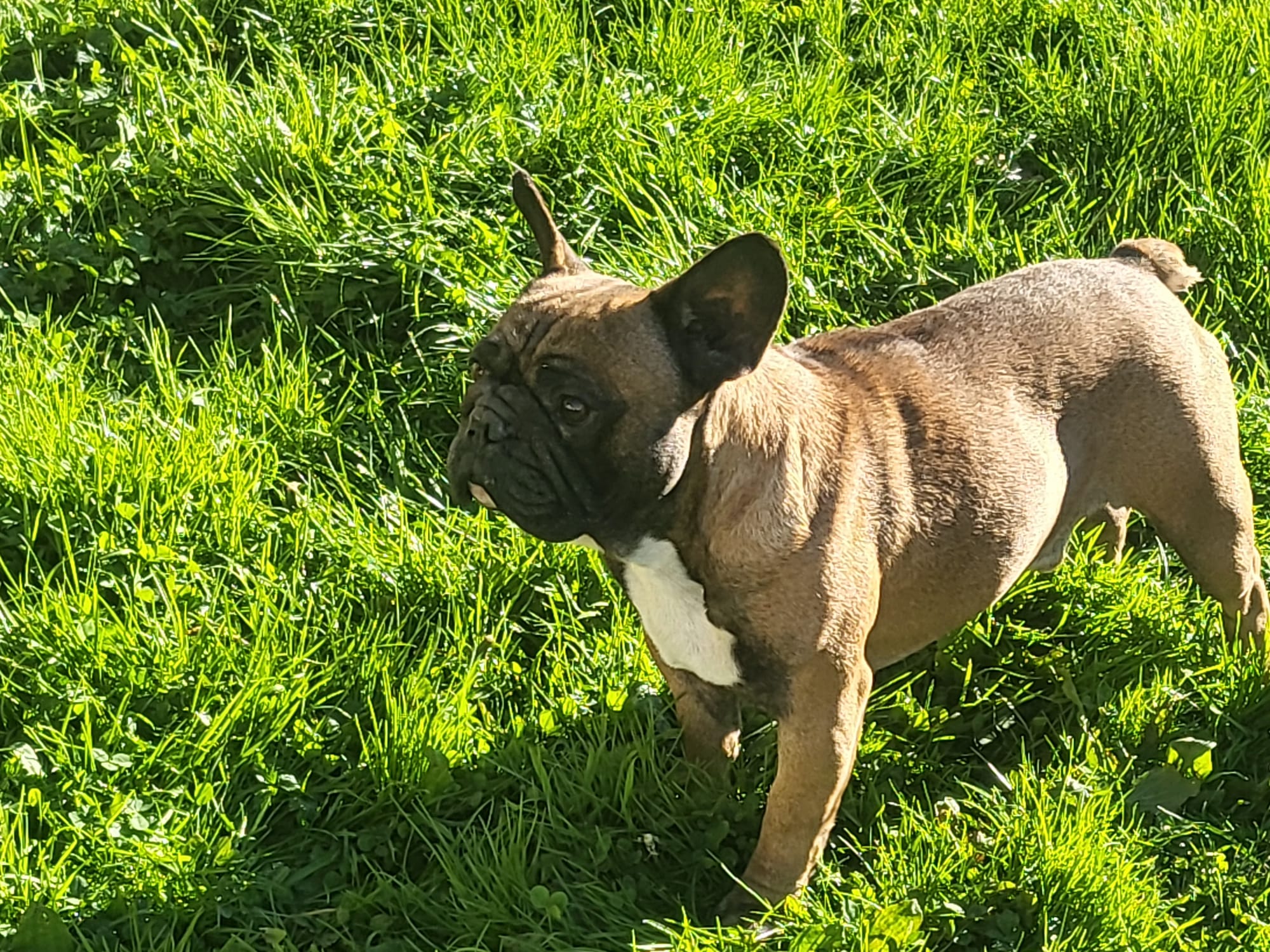 TIAGO Des p'tits Chupa Chups