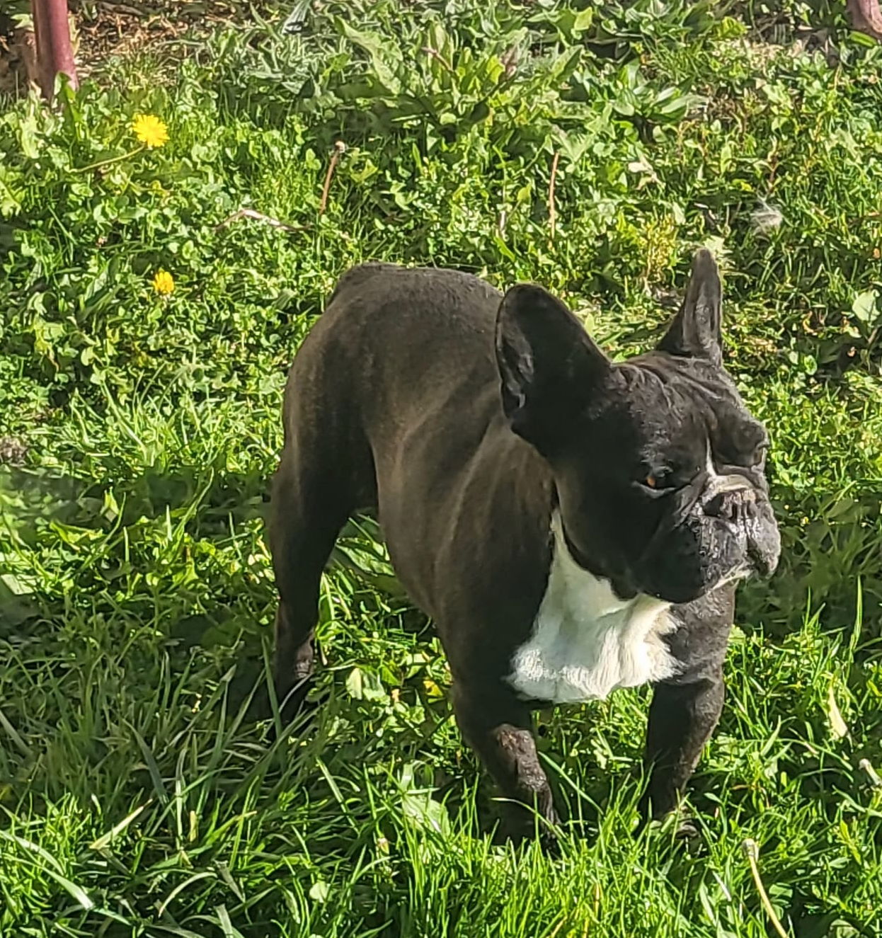 PRETTY Des p'tits Chupa Chups