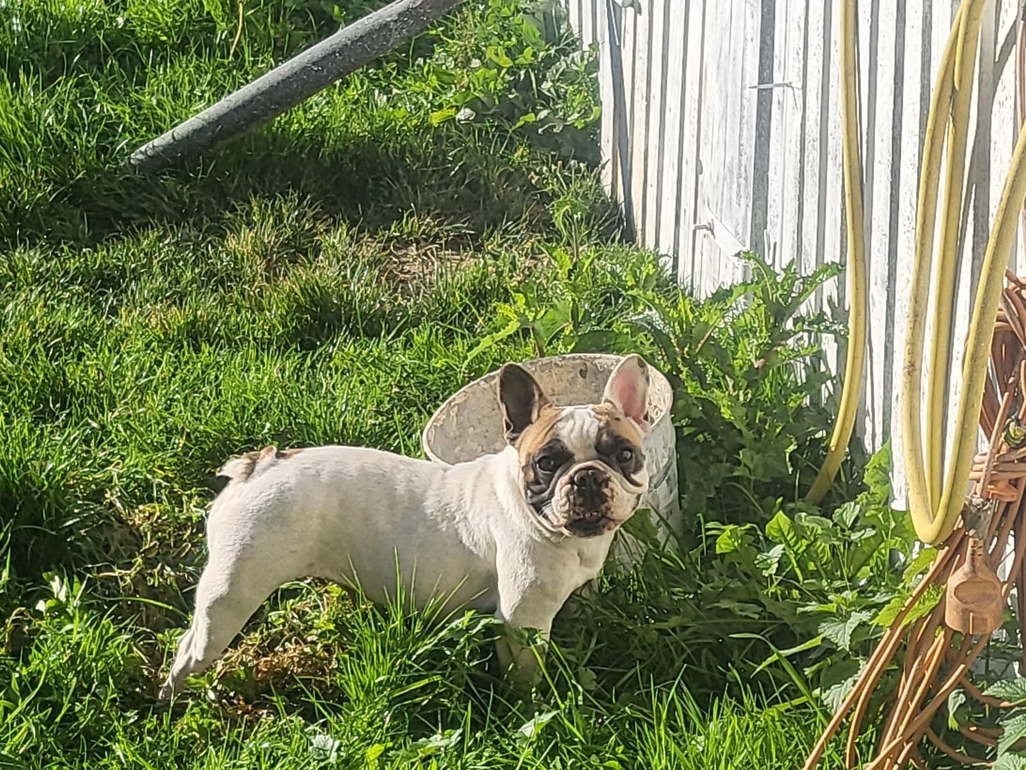 Sidji Des p'tits Chupa Chups