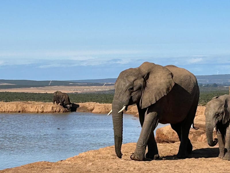 Addo elephant national park