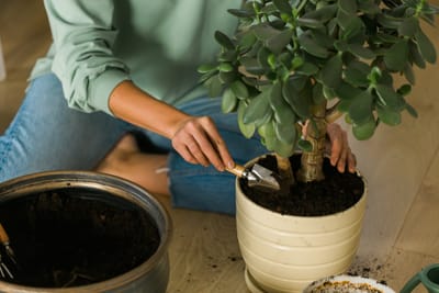 Consultoria de Vasos:                 Beleza e Harmonia em Cada Ambiente