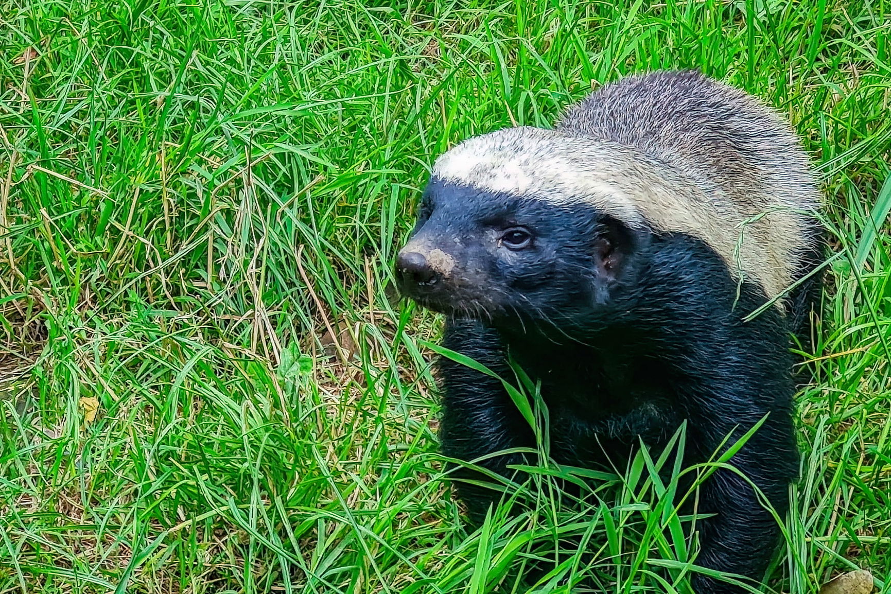 Honey Badger Referral Partnership