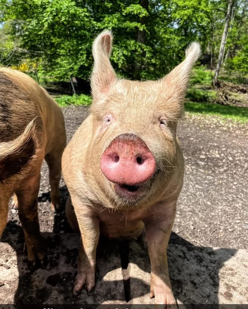 Élevage en Plein Air