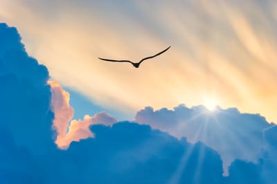 Abra as asas sobre nós