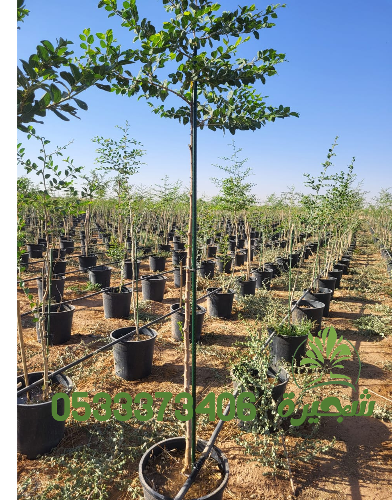 أنواع الأشجار المطلوبة والمناسبة في السعودية