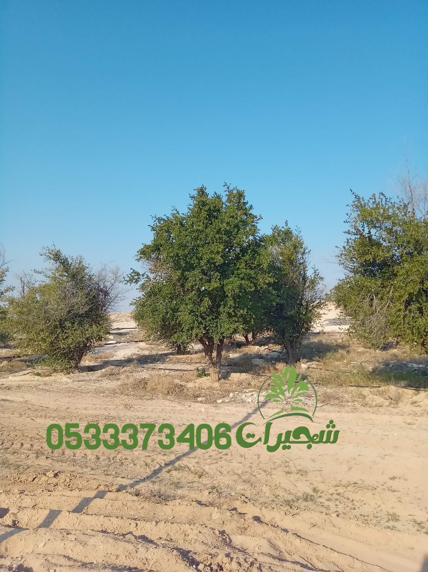 السدر البري والبلدي في السعودية