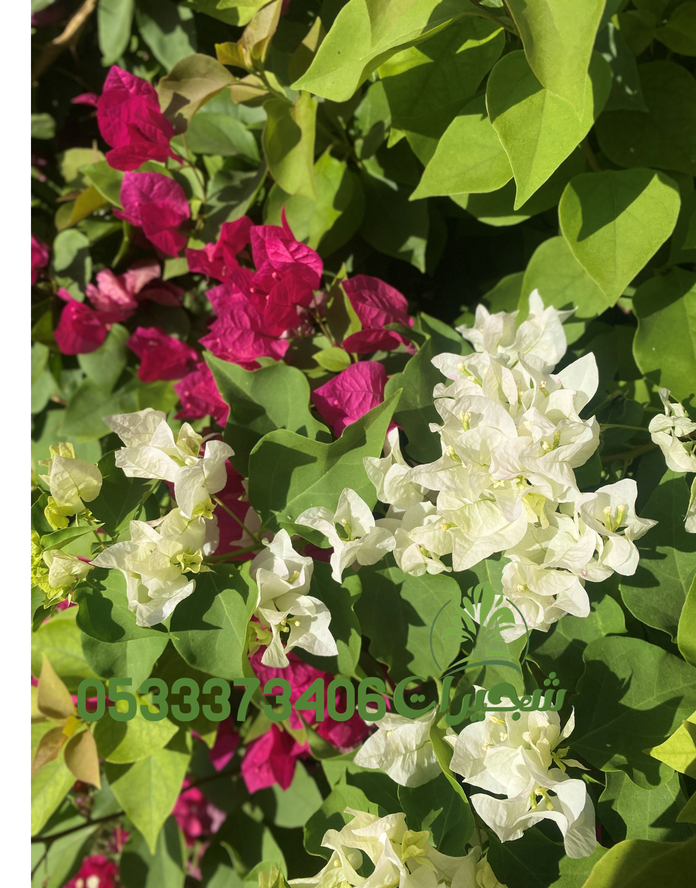 إضفاء الجمالية الخارجية للمباني باستخدام الجهنمية