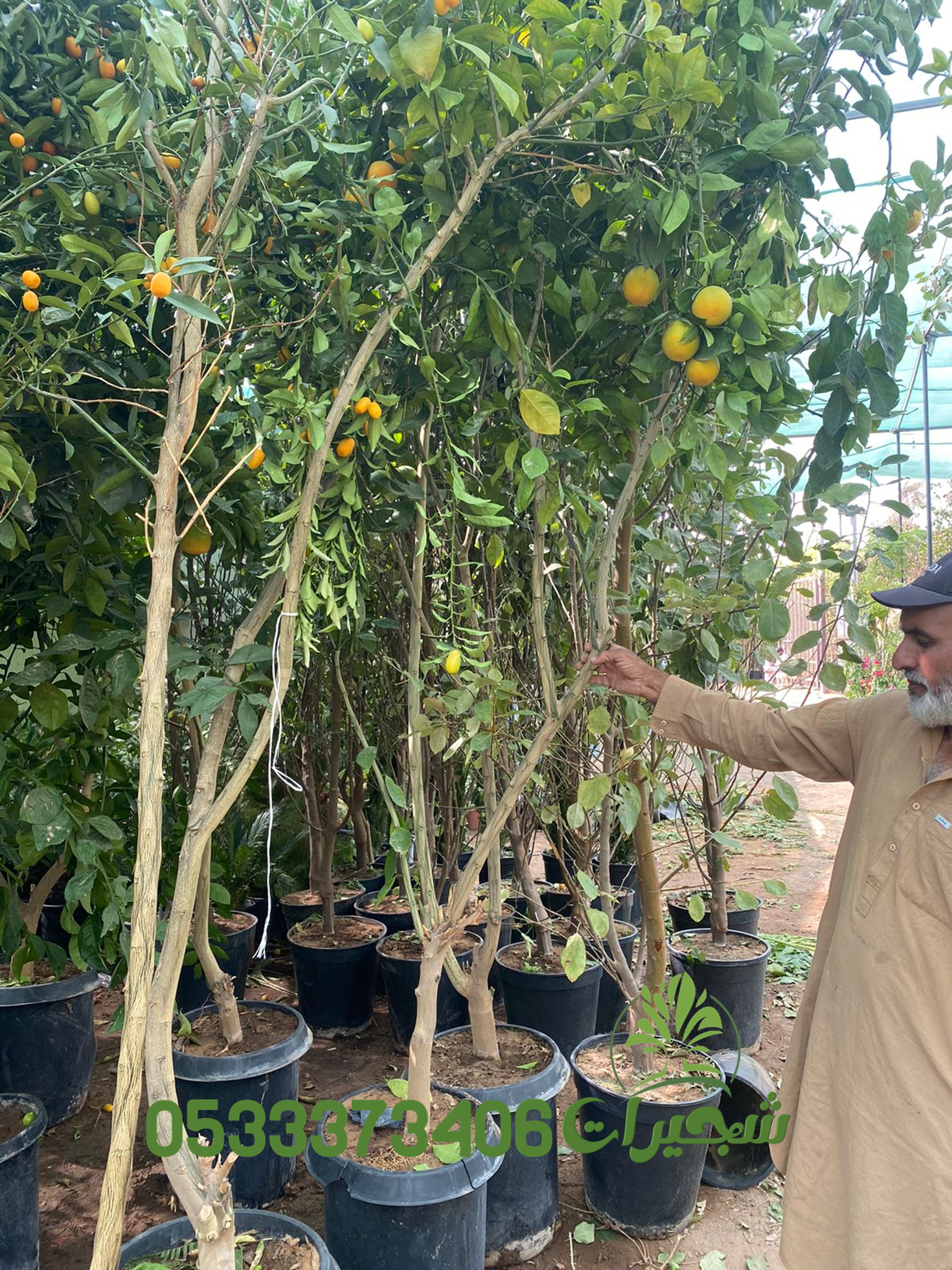 أشجار الحمضيات وفوائدها