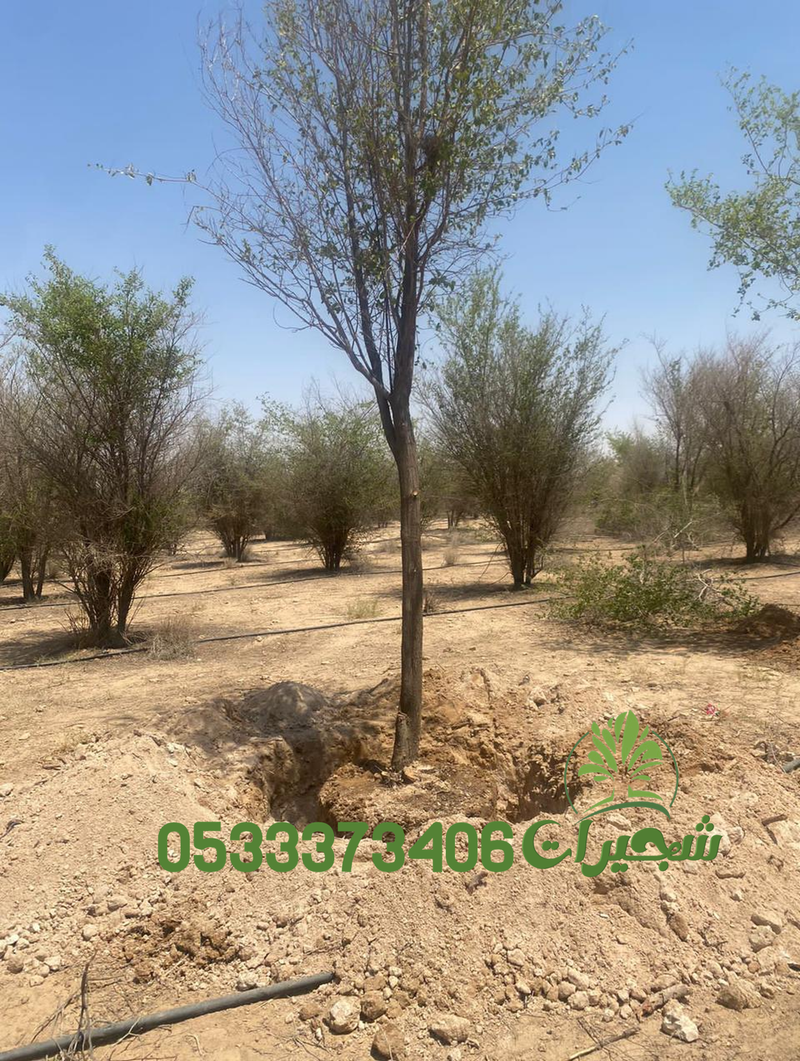 قلع و زراعة الاشجار