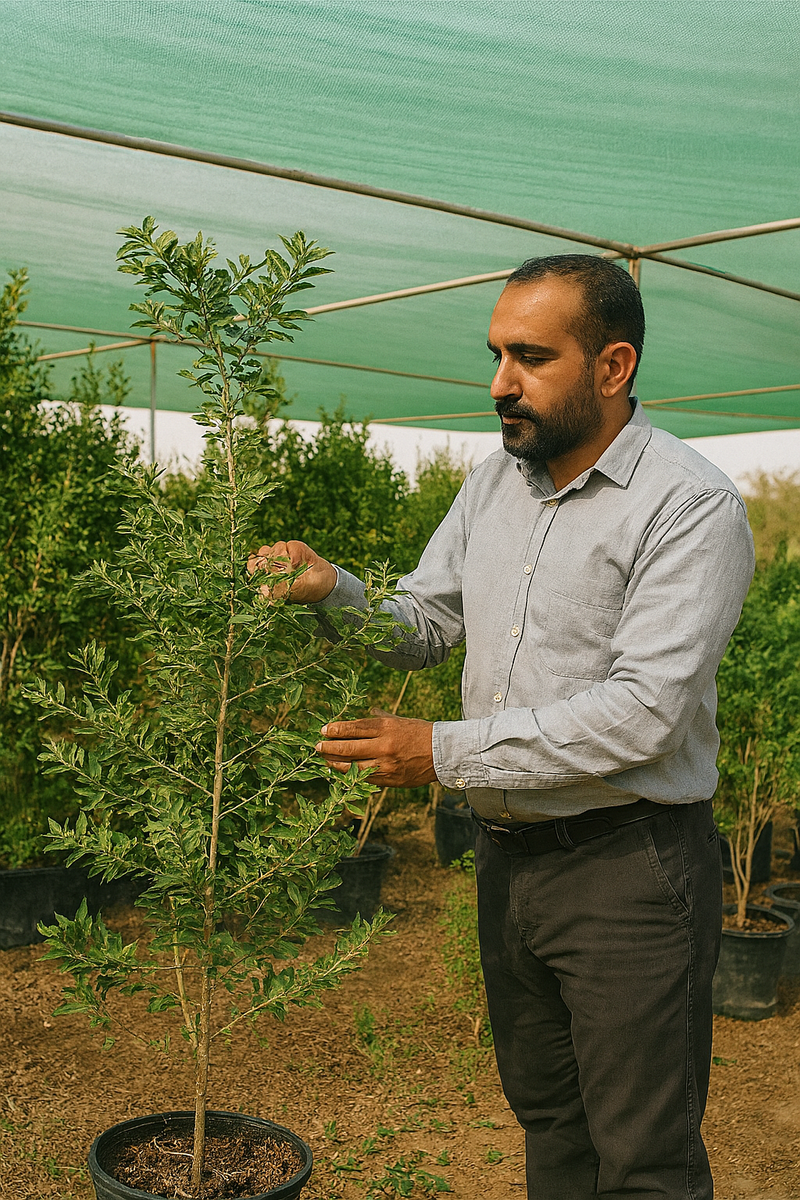 صيانة الاشجار