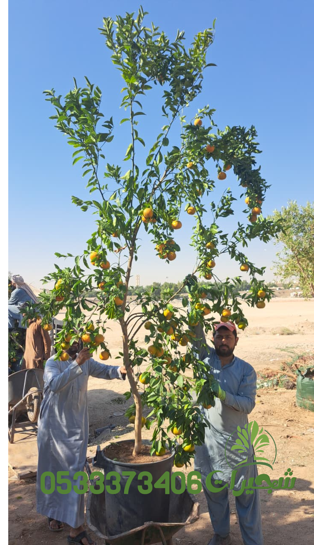 شجرة يوسفي حمضيات