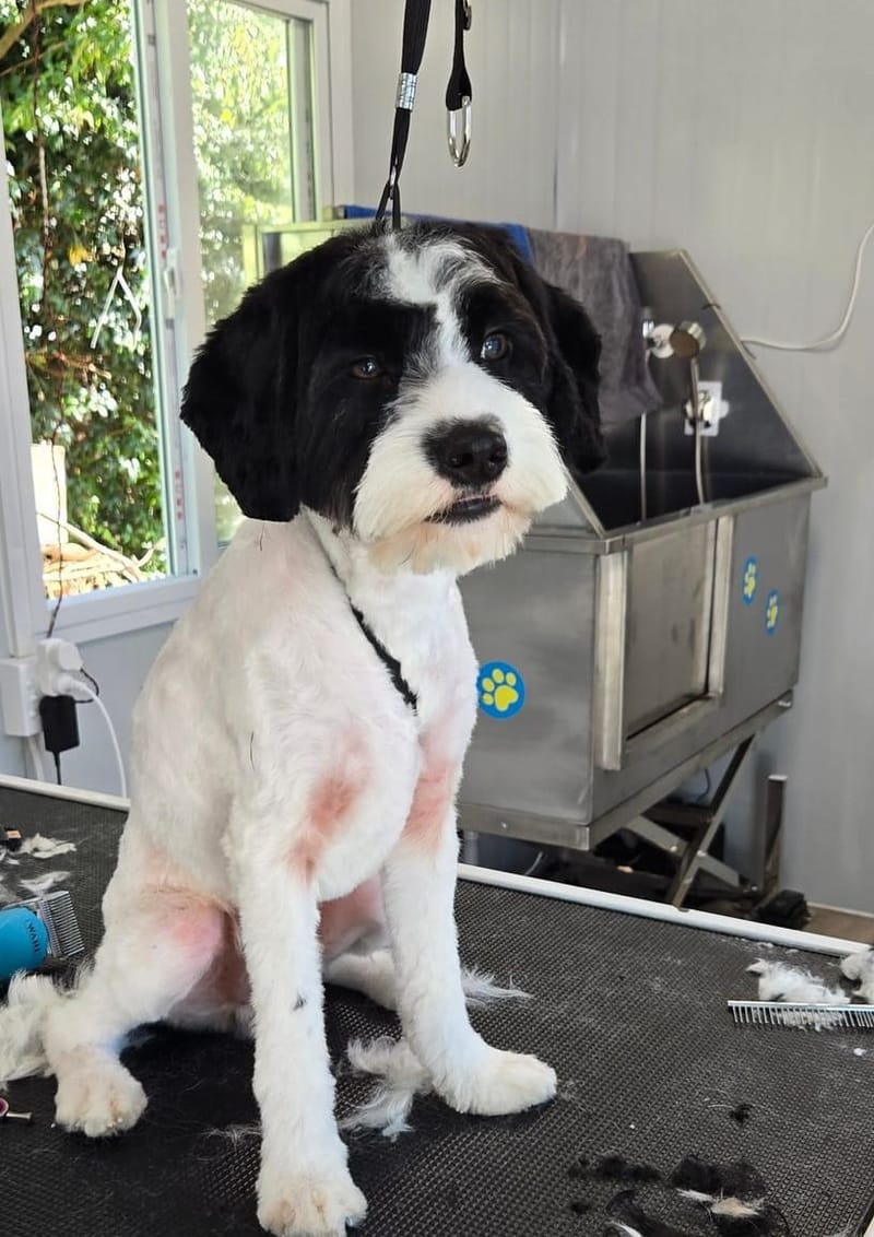 Waikato Pet Groomers
