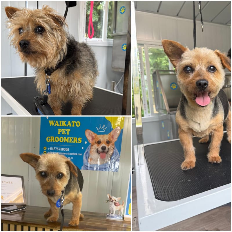 Waikato Pet Groomers