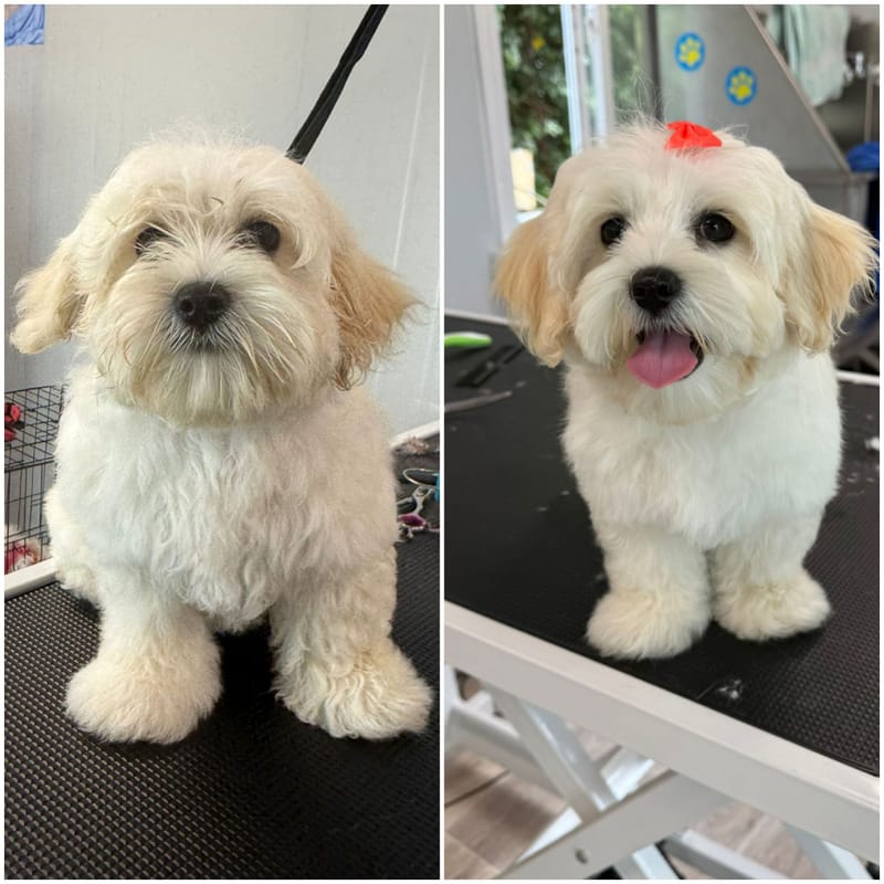 Waikato Pet Groomers