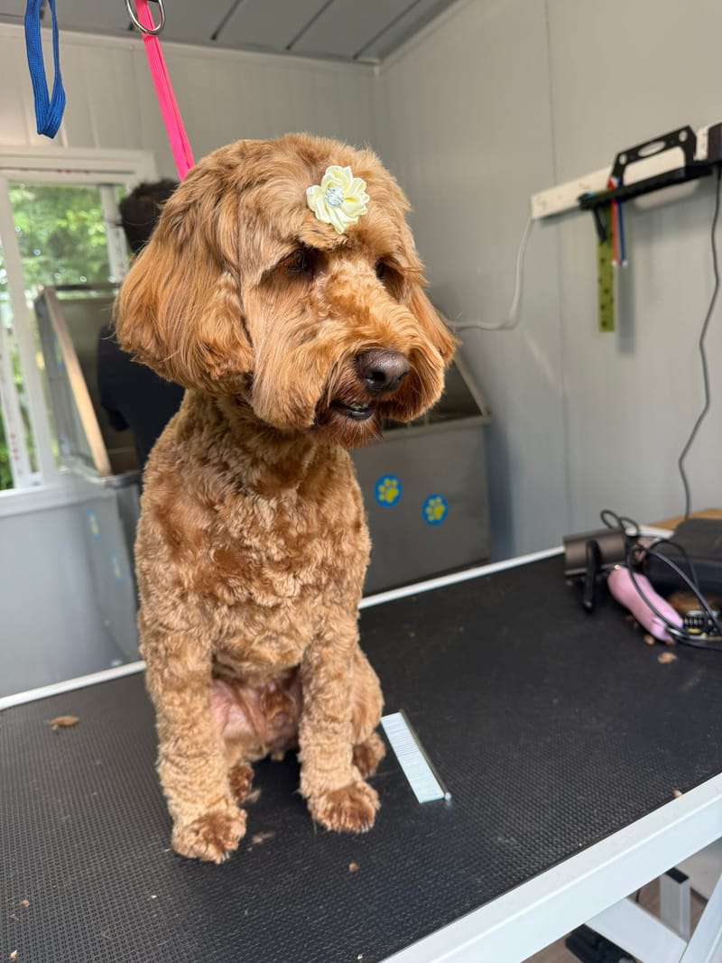 Waikato Pet Groomers