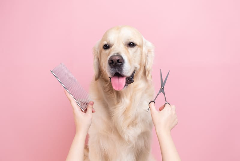 Waikato Pet Groomers