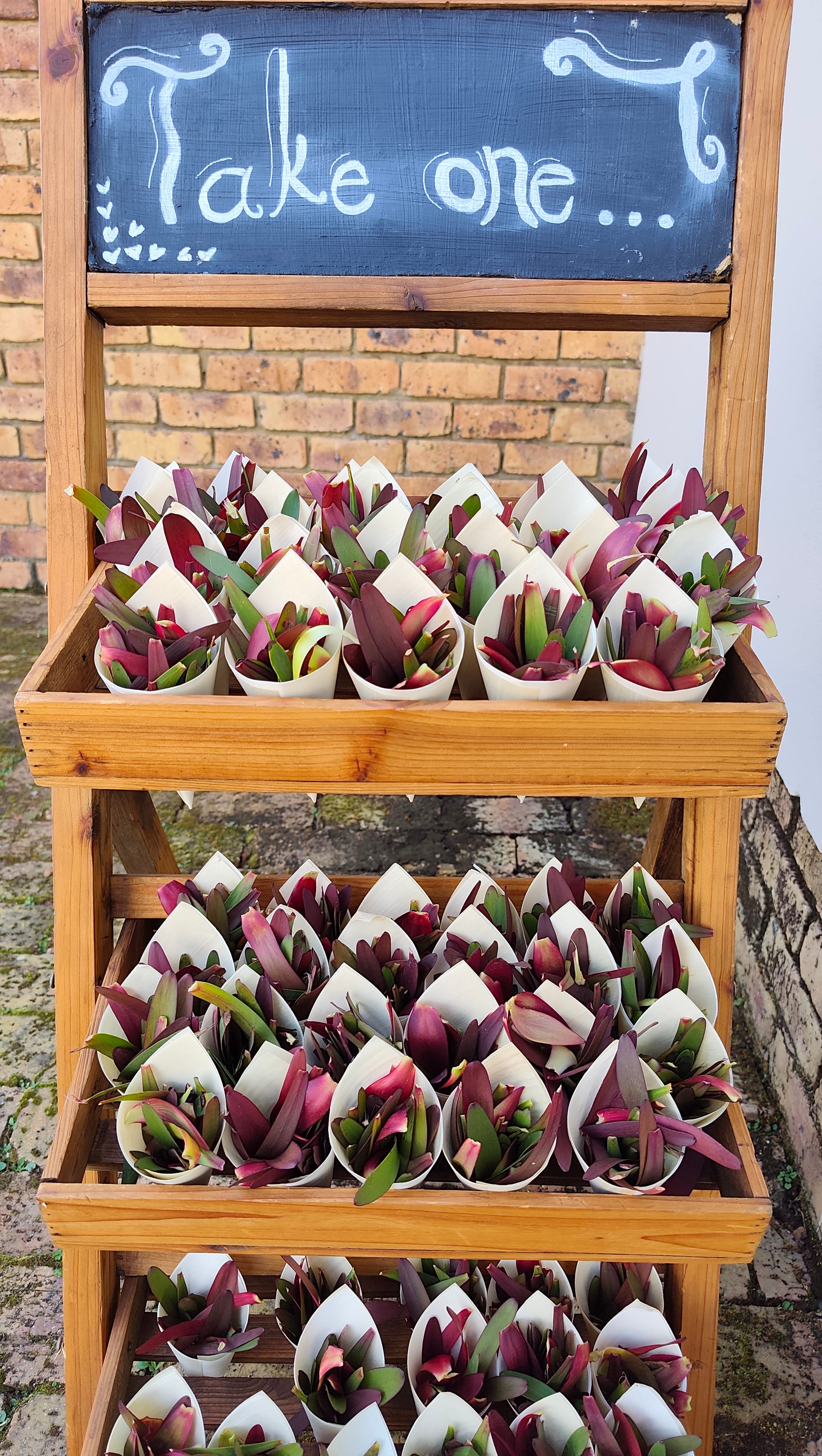 Harmonie Proteas Wedding