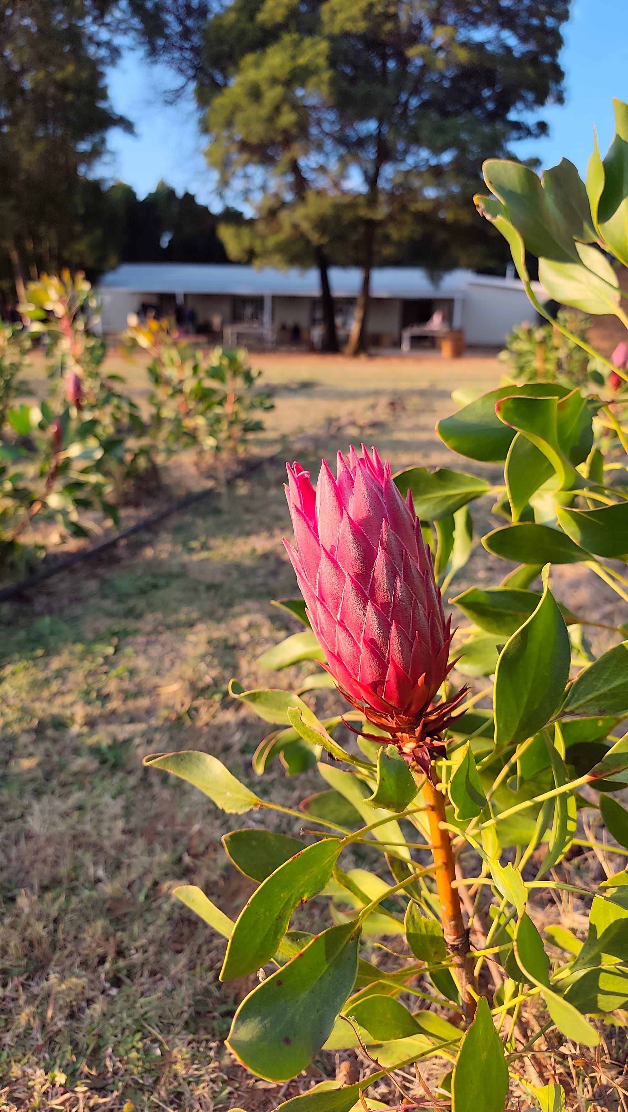 Harmonie Proteas Wedding