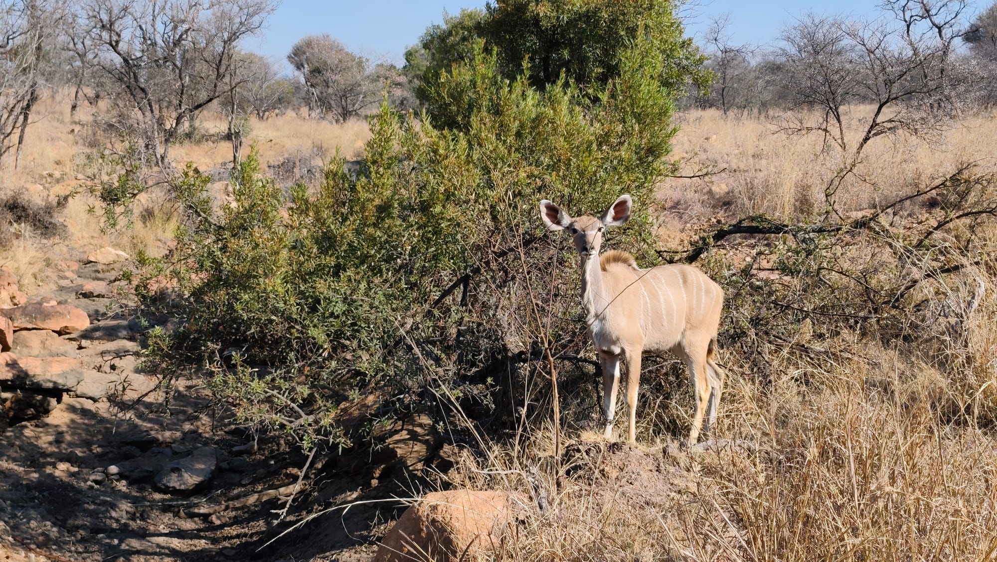 Ubunye Game Lodge Wedding