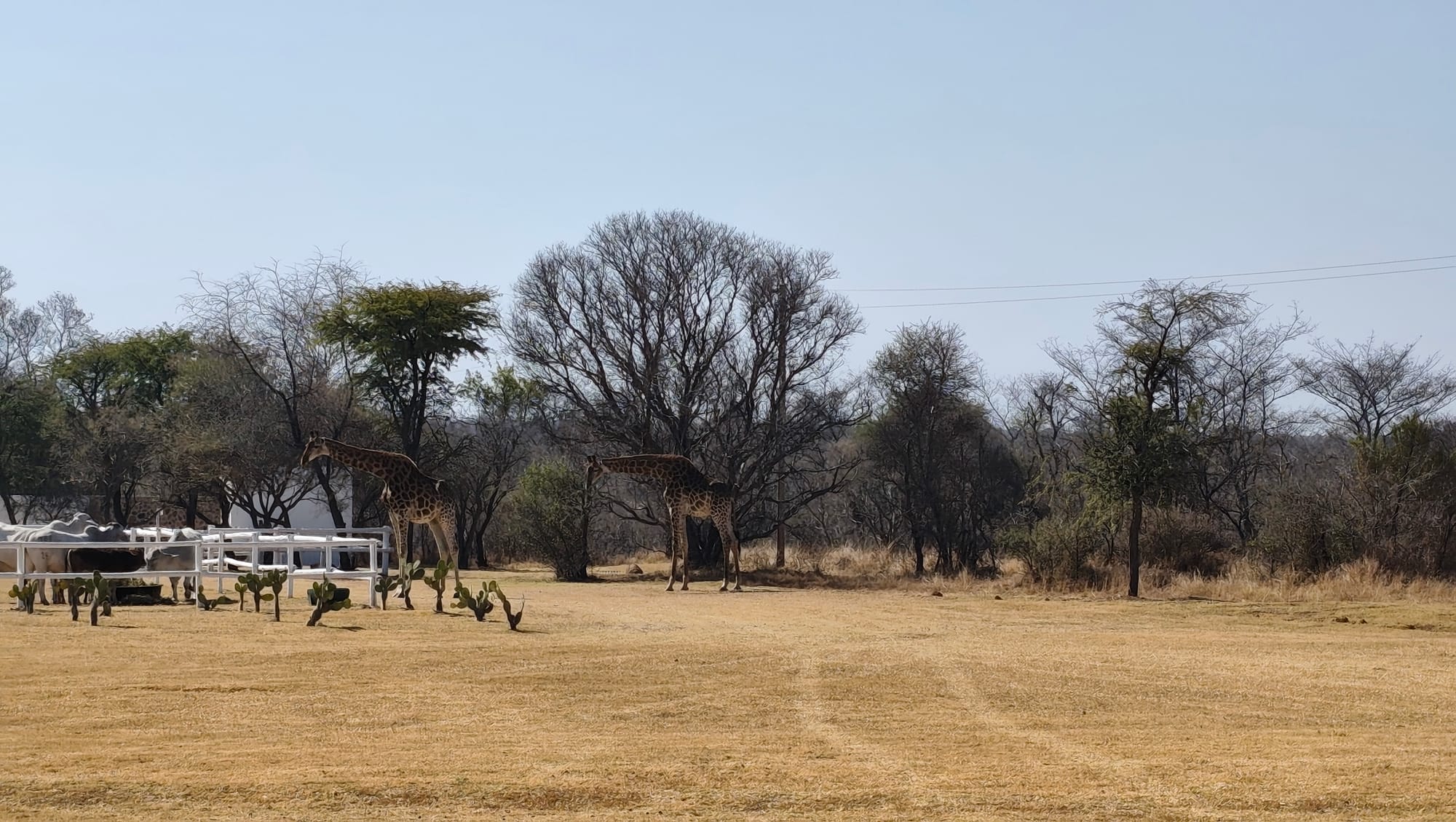 Ubunye Game Lodge Wedding