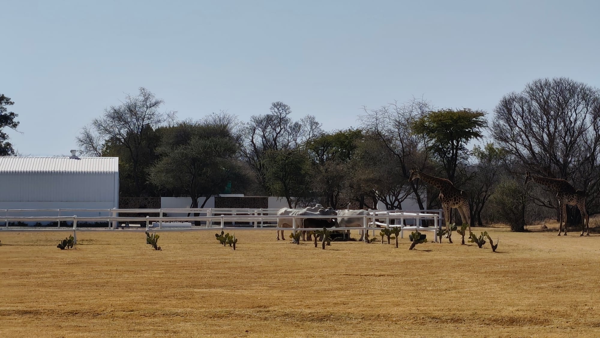 Ubunye Game Lodge Wedding