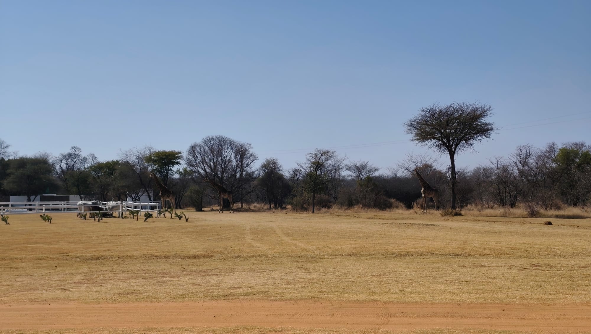 Ubunye Game Lodge Wedding