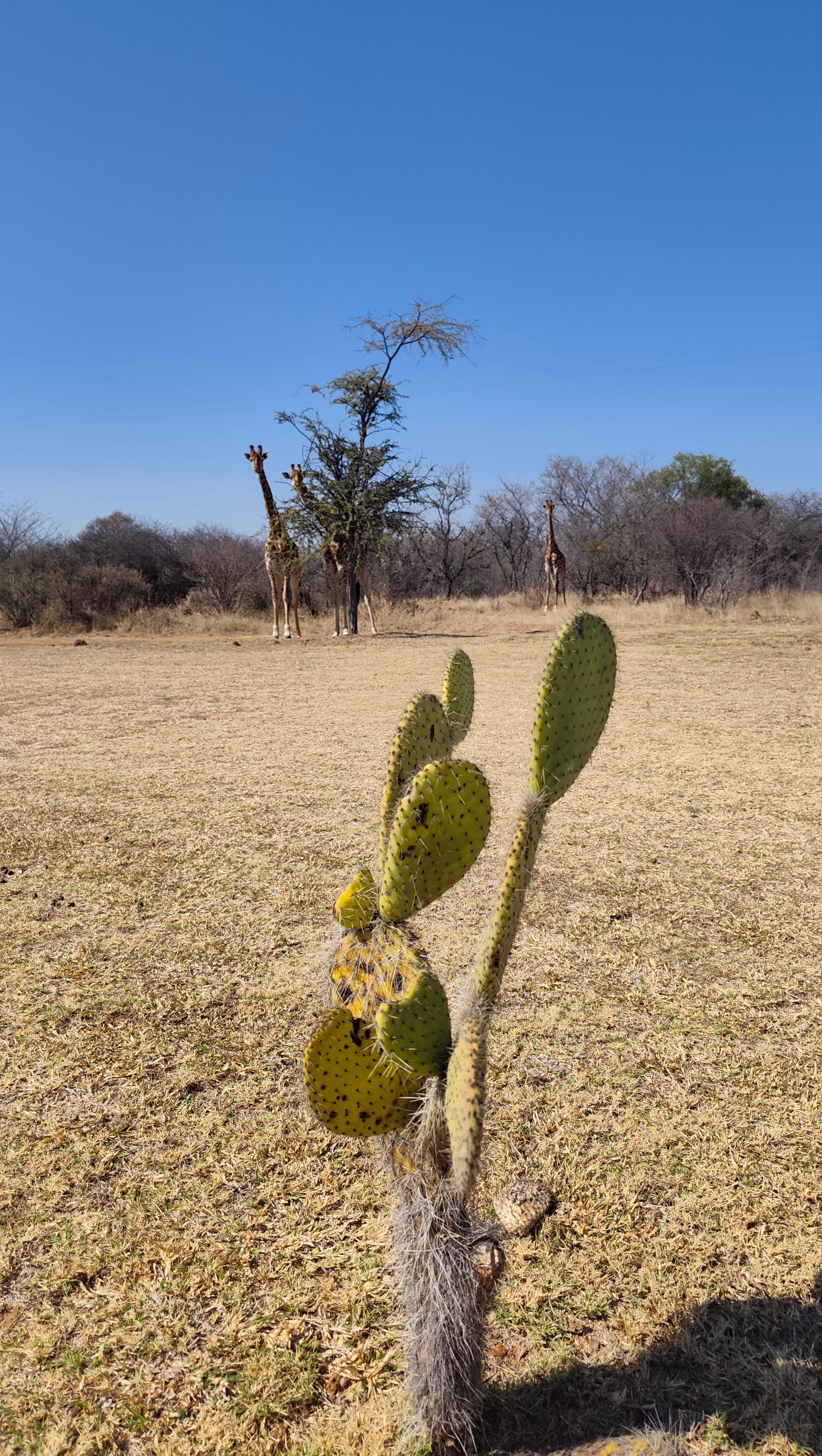 Ubunye Game Lodge Wedding