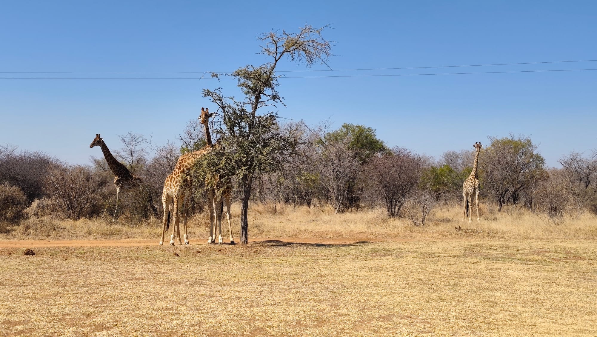 Ubunye Game Lodge Wedding
