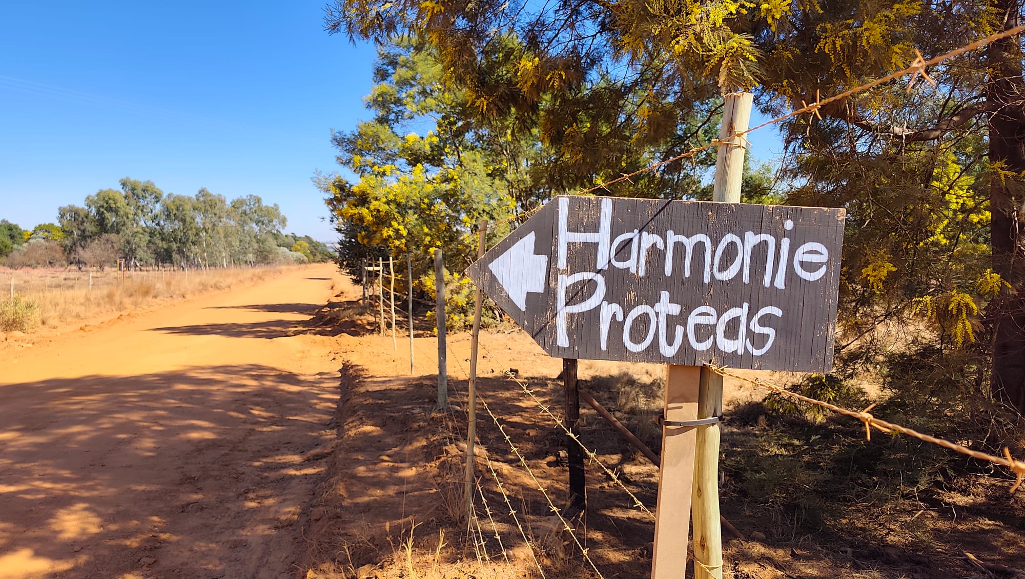 Harmonie Proteas Troue