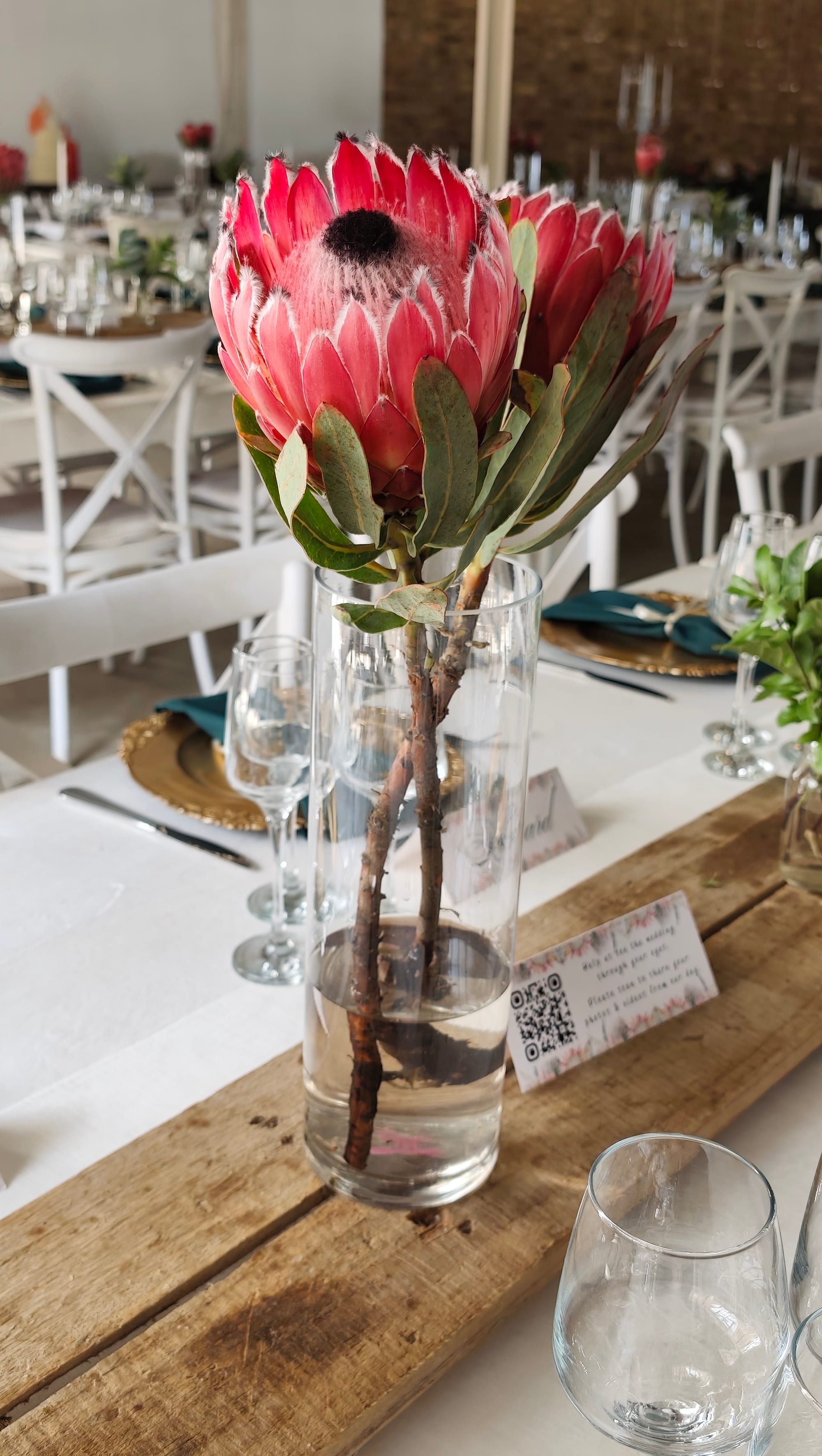 Harmonie Proteas Troue