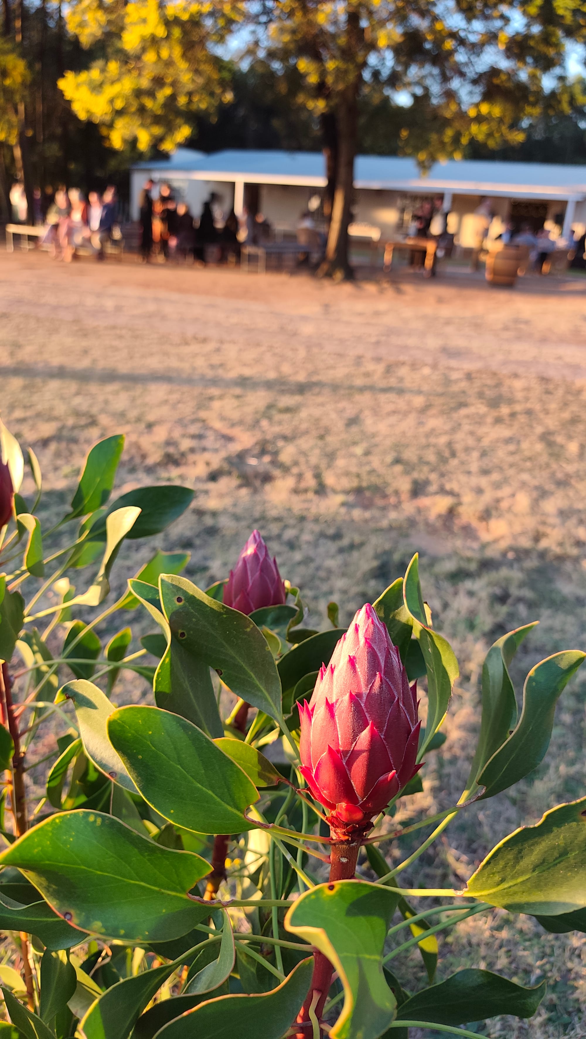Harmonie Proteas Troue