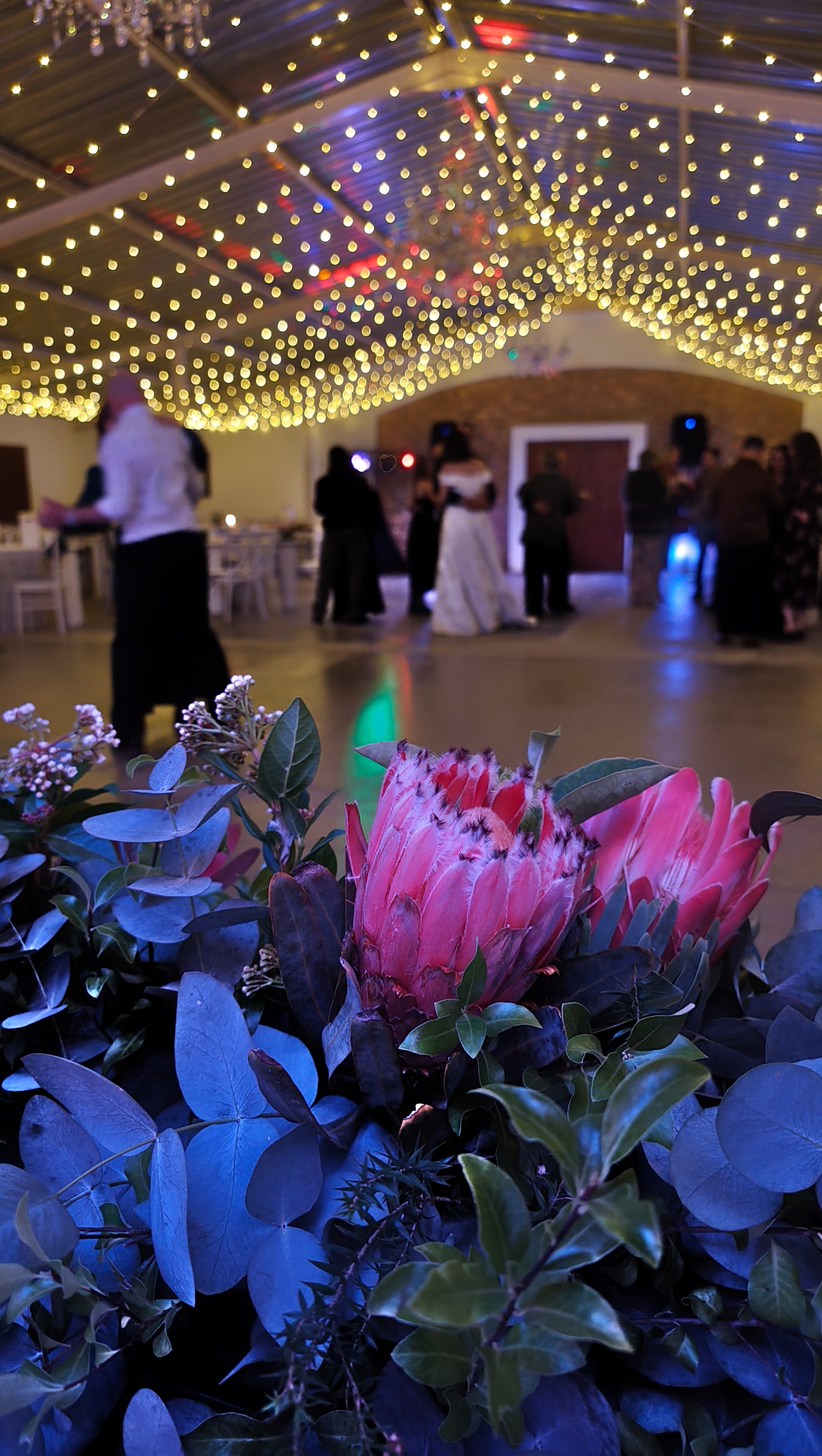 Harmonie Proteas Troue