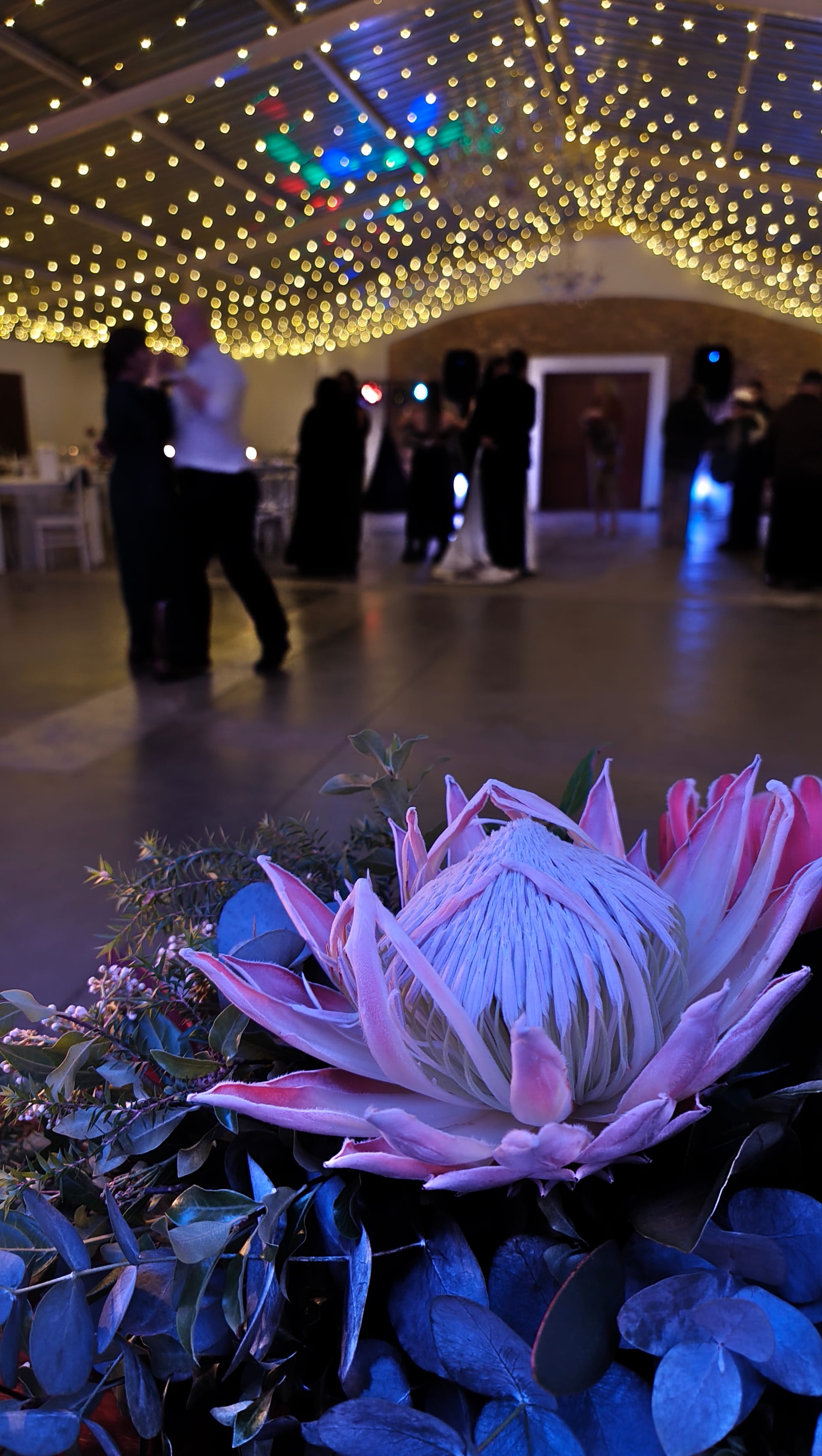 Harmonie Proteas Troue