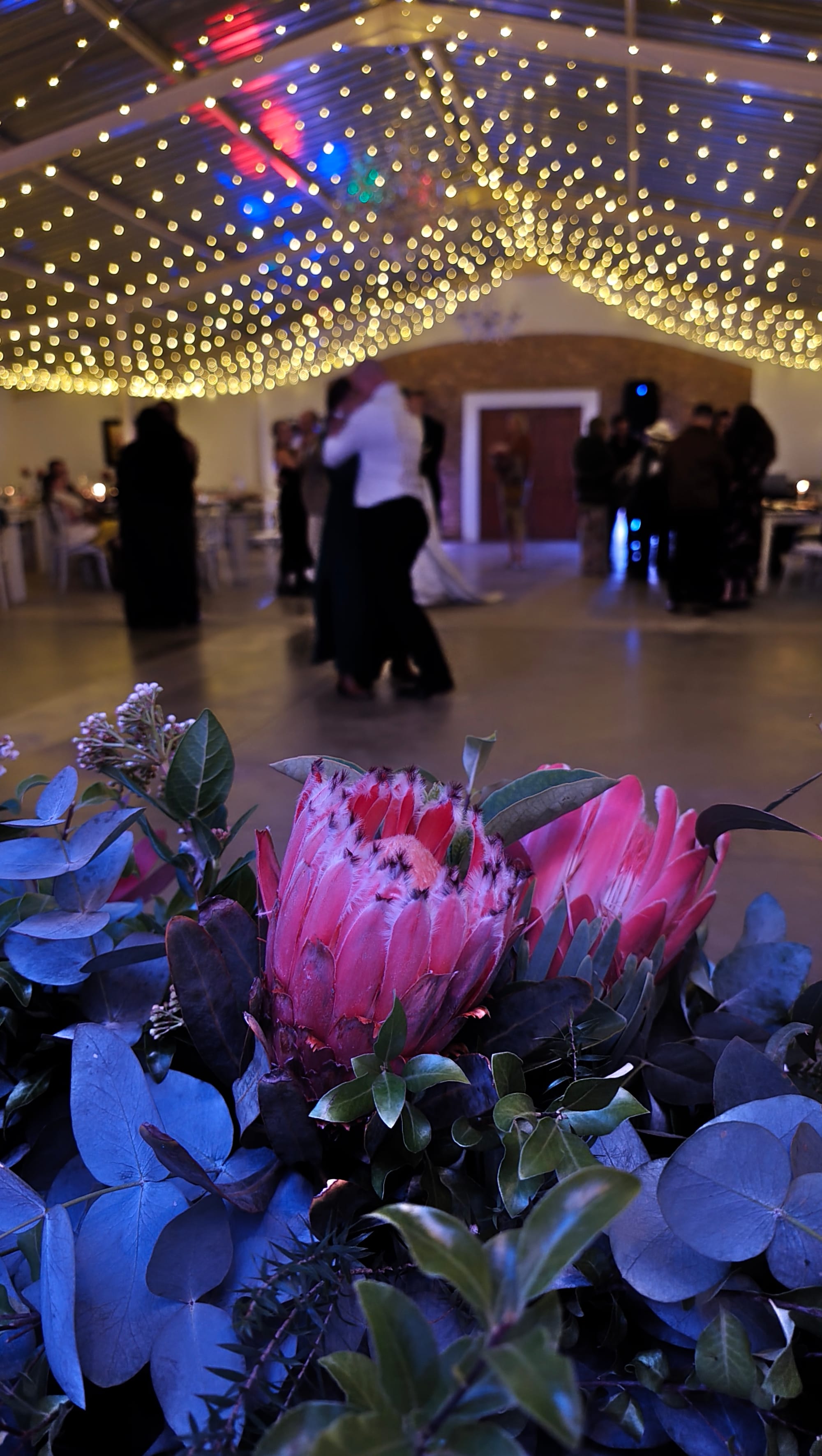Harmonie Proteas Troue