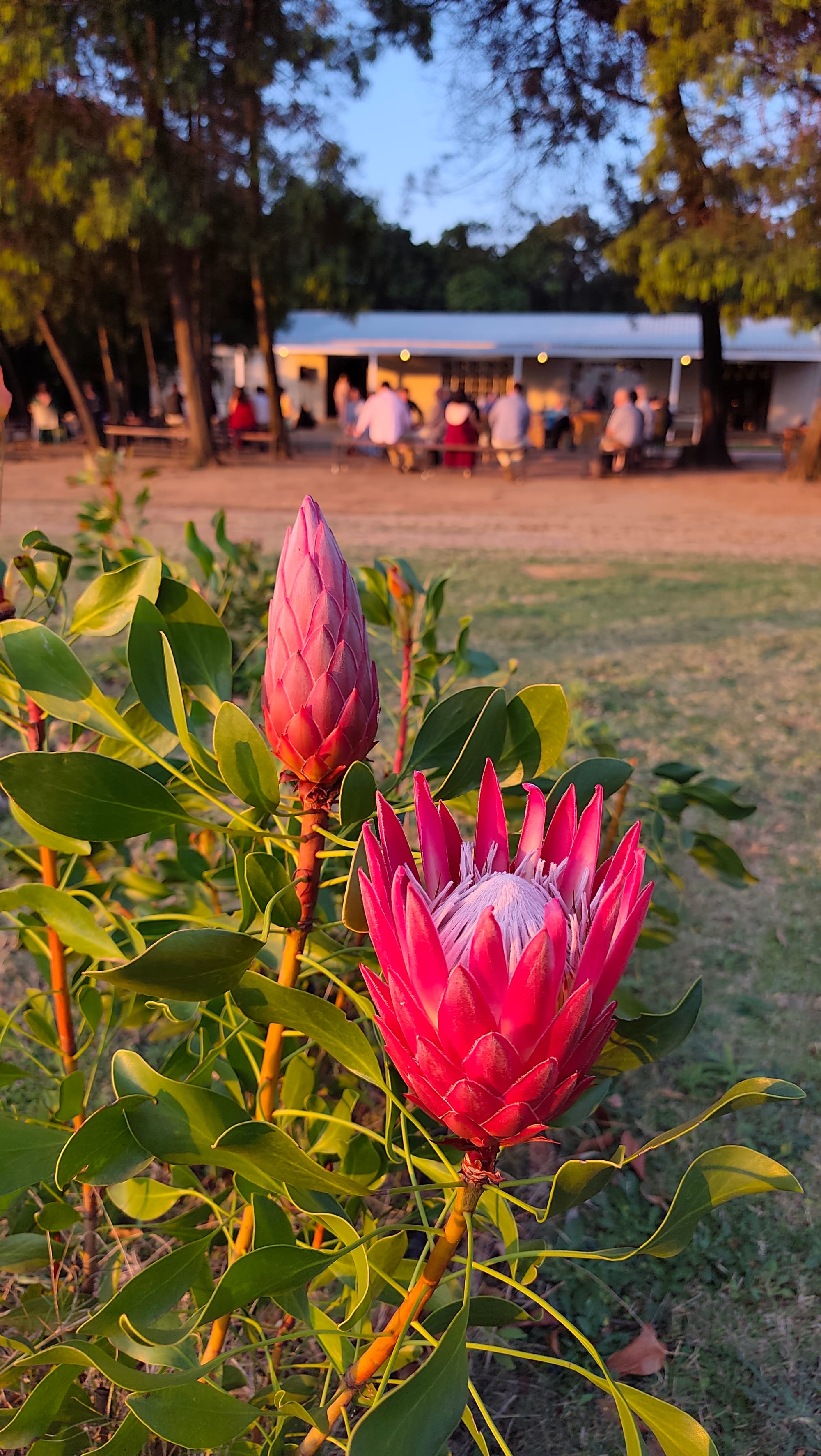 PJ & Hesmari Se Troue By Harmonie Proteas - #DreyerDans