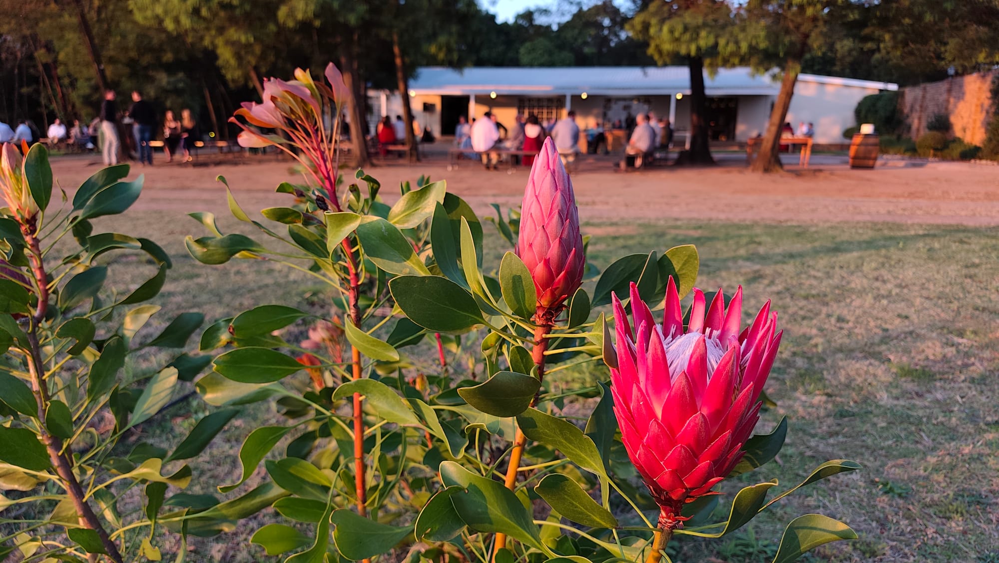 PJ & Hesmari Se Troue By Harmonie Proteas - #DreyerDans
