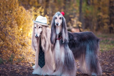 11 - 12 April 2026 - The Wedding Show