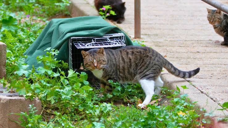 Tnvr program - برنامج TNVR