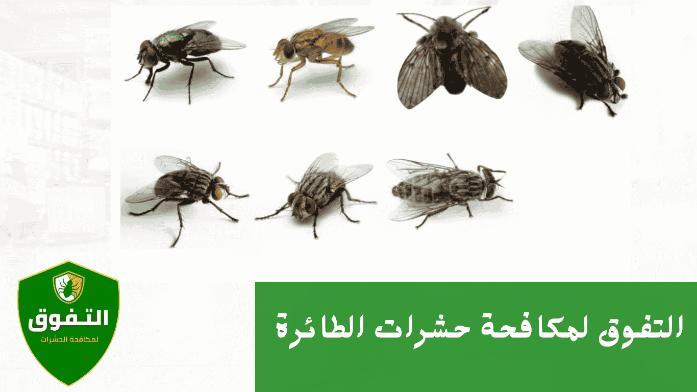 شركة مكافحة الحشرات الطائرة