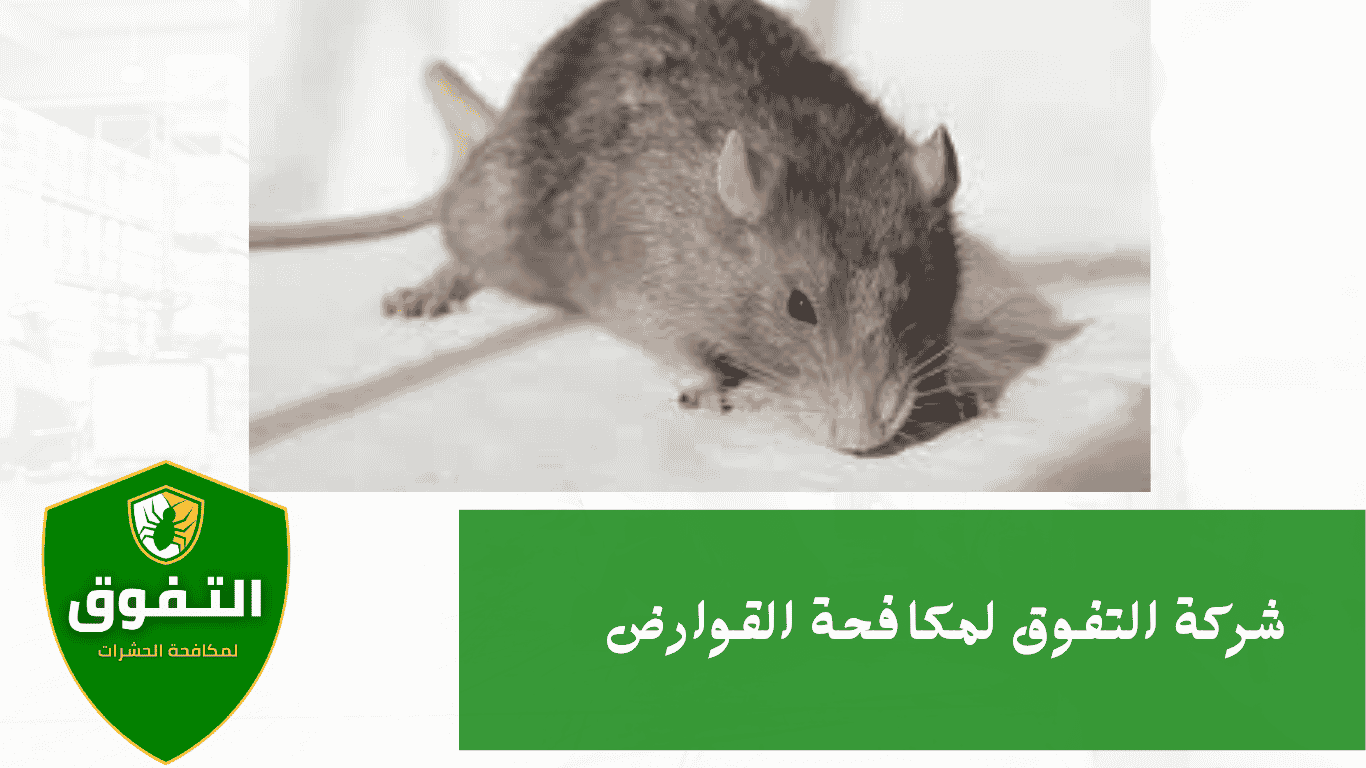 شركة مكافحة القوارض | شركة التفوق لمكافحة الحشرات