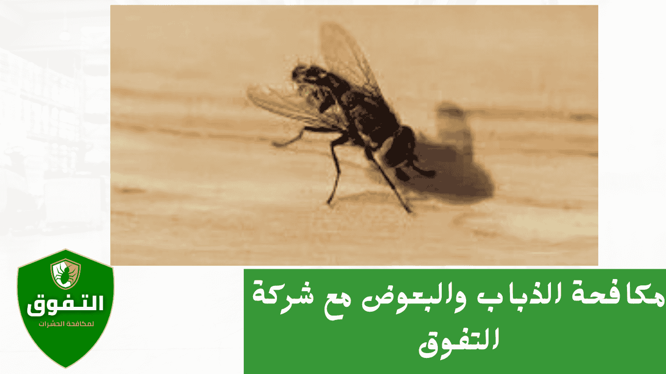 مكافحة الحشرات الطائرة(الذباب والبعوض) مع شركة التفوق 